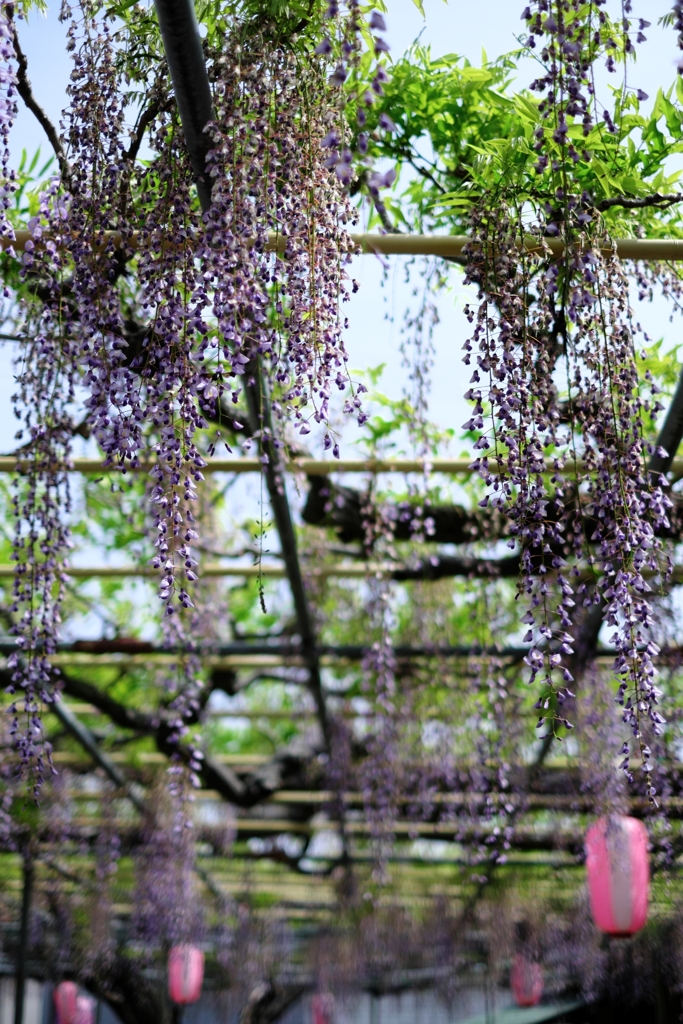 ローカルでも歴史のある藤園＃４