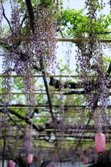 ローカルでも歴史のある藤園＃４