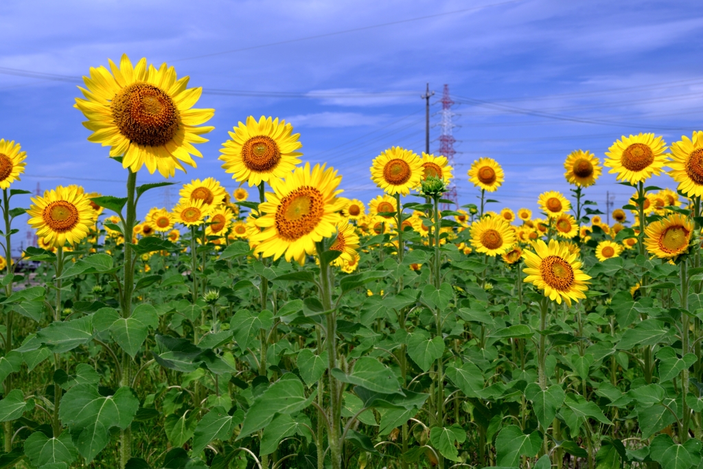 市内のヒマワリ畑ロケハン＃６