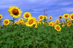 市内のヒマワリ畑ロケハン#6