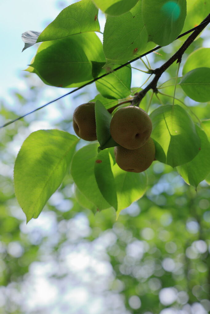 梅雨の晴れ間に出会った花たち＃２