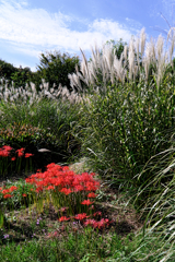 久し振りのヒーリングガーデン＃２