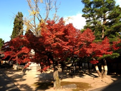 貞照院の紅葉真っ盛り#4