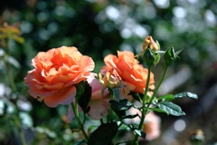 ミササガパークの秋バラ＃１０