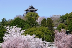 国宝犬山城と満開サクラのコラボ＃９