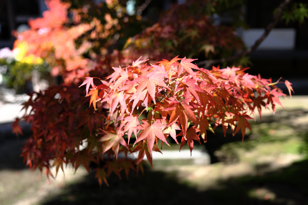 近所のお寺の紅葉ロケハン＃５