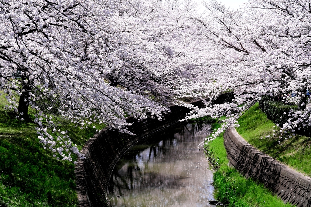 圧巻な水無瀬川のサクラ並木＃７