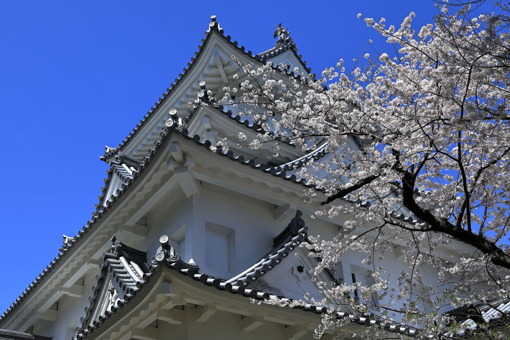 春爛漫の大垣公園と大垣城＃９