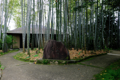 新緑が眩しい丈山苑#9