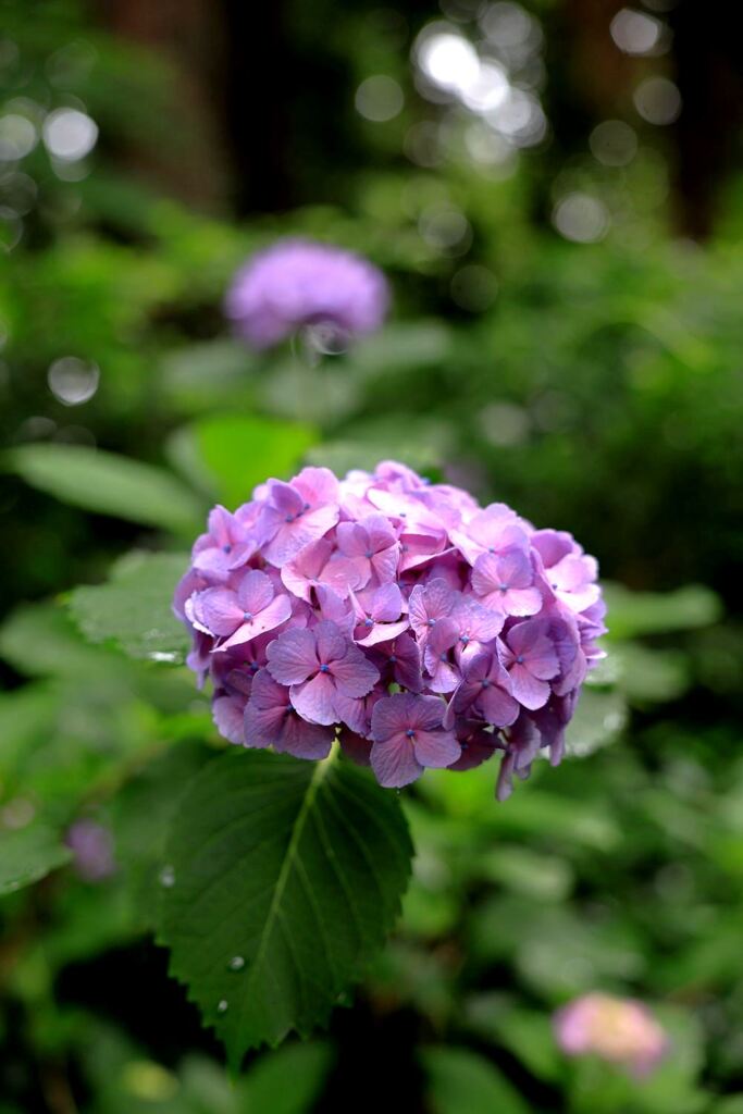 雨降りの紫陽花と本光寺＃４