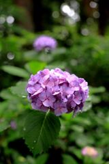 雨降りの紫陽花と本光寺＃４