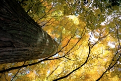 晩秋の紅葉撮影・雲興寺#3