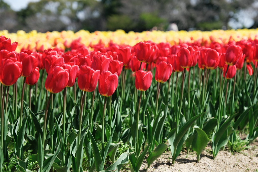 華麗な姿のチューリップ＃４