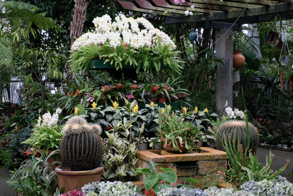 あおいパークで出会った花たち＃４