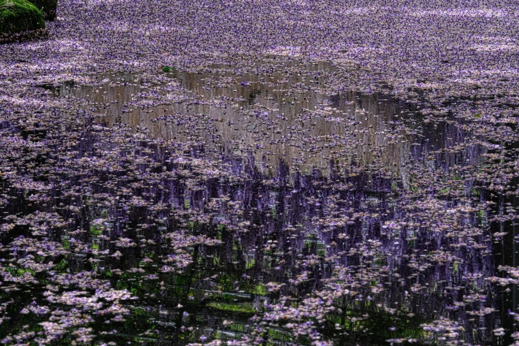 天王川・水面への映り込み＃１