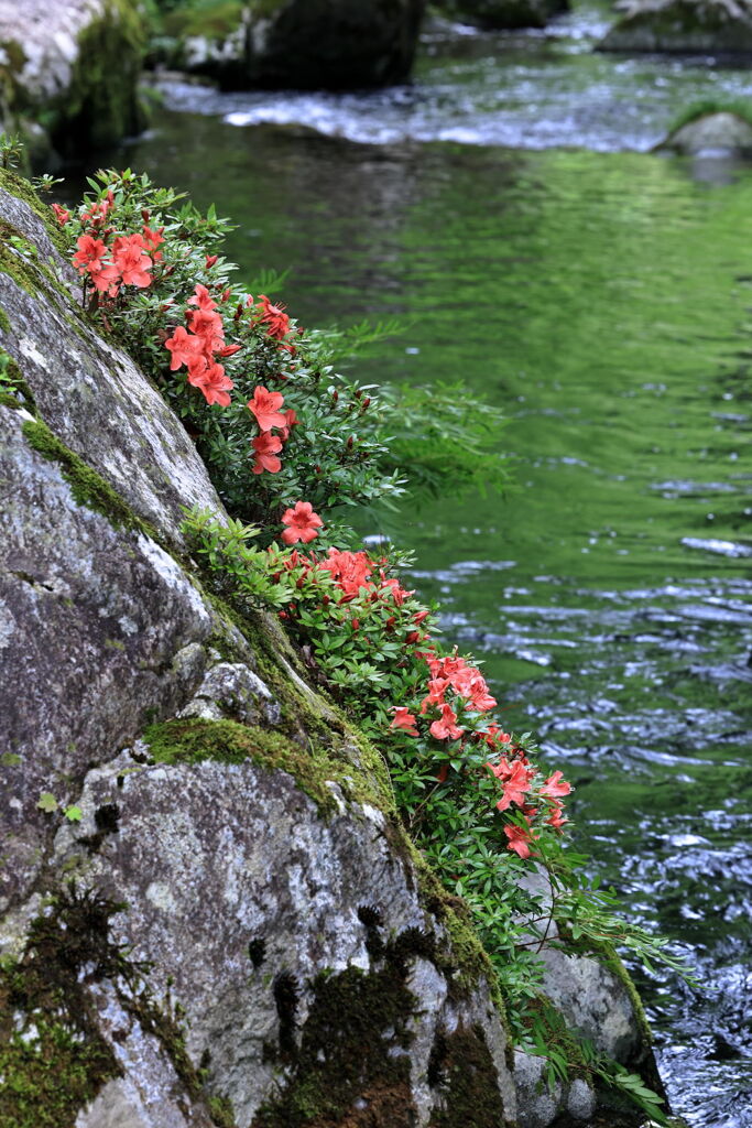 見頃を迎えた岩ツツジ＃６