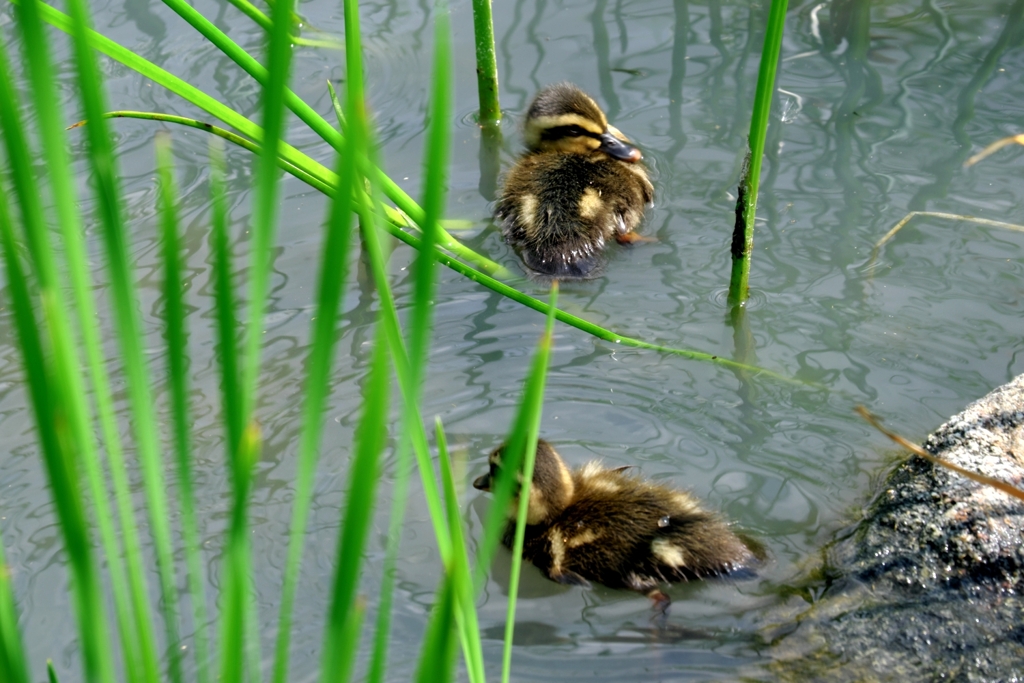 カルガモ親子・可愛い～＃２