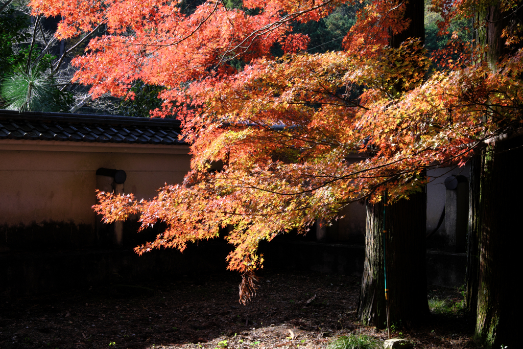 晩秋の紅葉撮影・雲興寺＃１