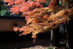晩秋の紅葉撮影・雲興寺#1