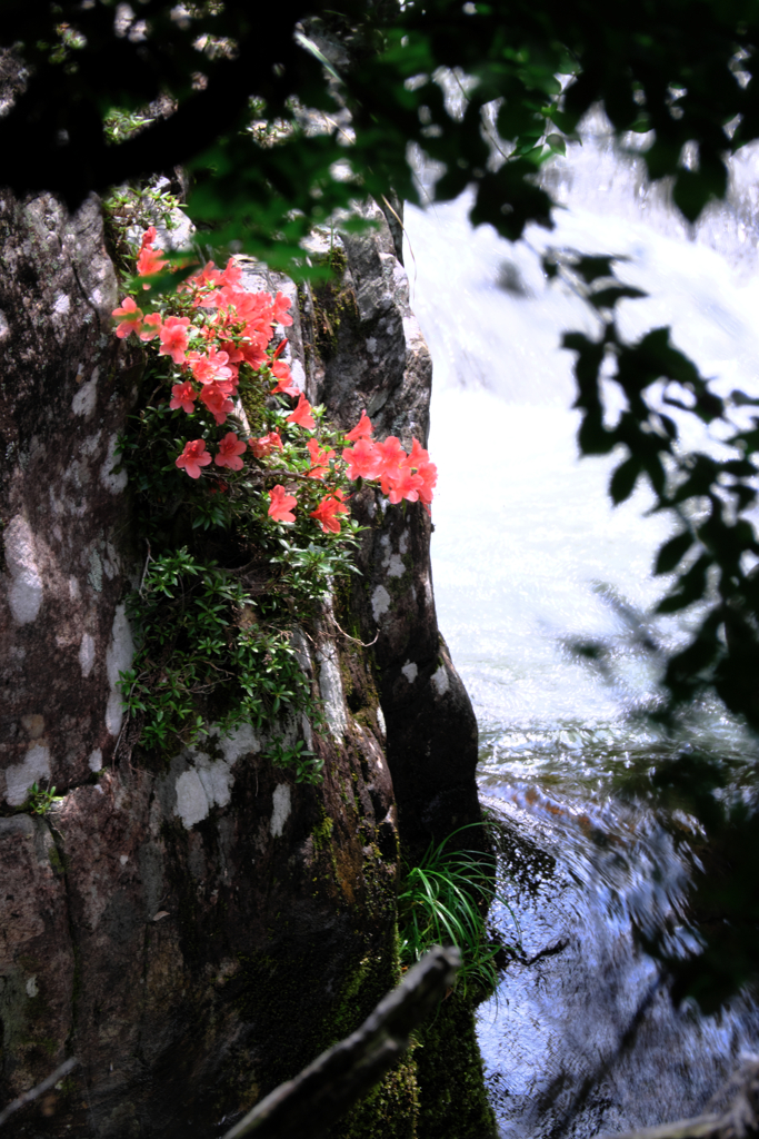神越渓谷の岩ツツジ＃７