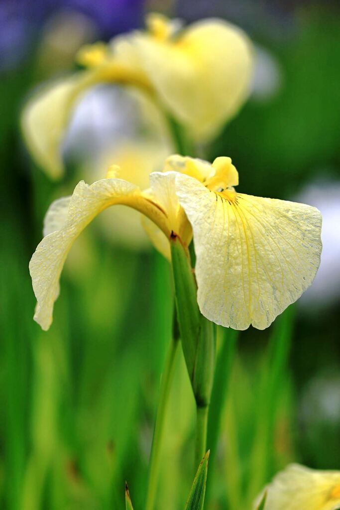 小雨が降る中での花菖蒲＃２