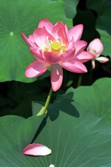 見頃を迎えたハスの花たち＃９