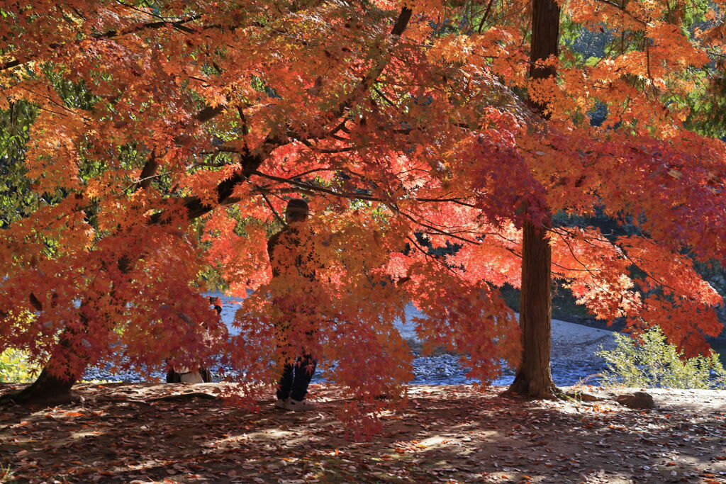 久々の永保寺・紅葉撮影＃５