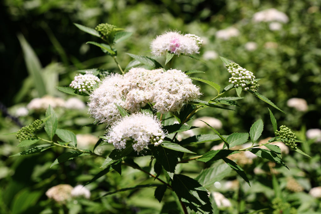 春真っ盛りデンパーク＃５