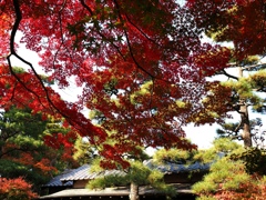 紅葉の名所西尾市の『尚古荘』#7