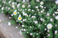 温室内は春真っ盛り＃４