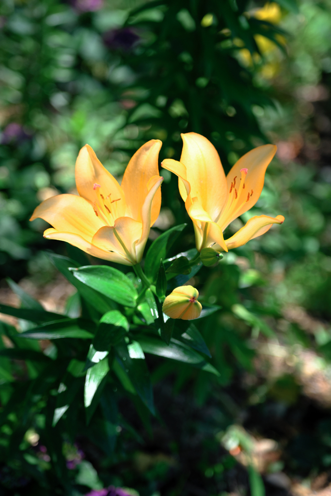 見頃を迎えた可睡ユリの園＃５