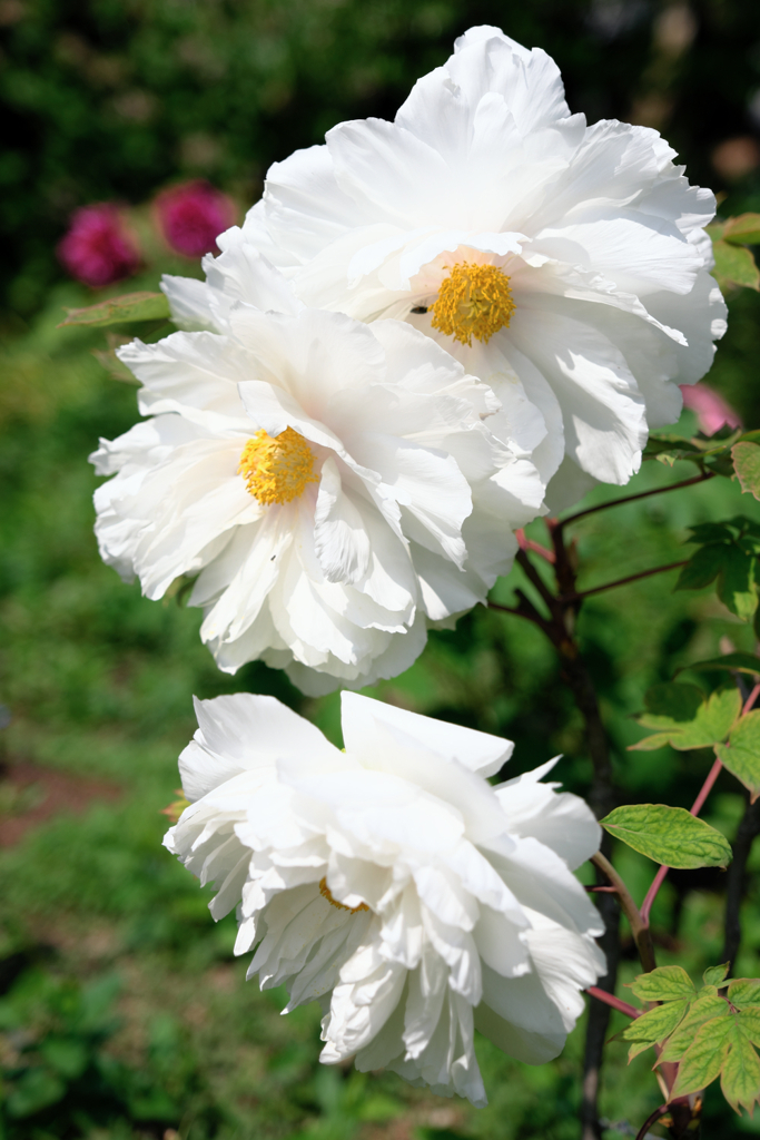 見頃を迎えた牡丹の花＃９