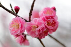 やっと咲き始めた梅の花＃２