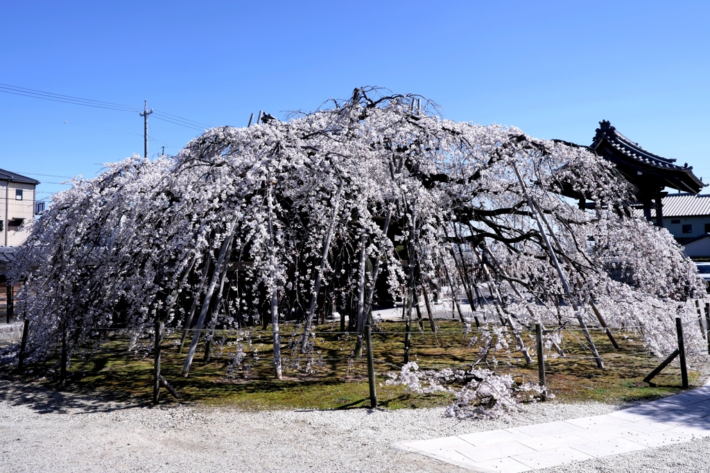 専修坊の枝垂れサクラ満開＃３