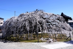 専修坊の枝垂れサクラ満開＃３