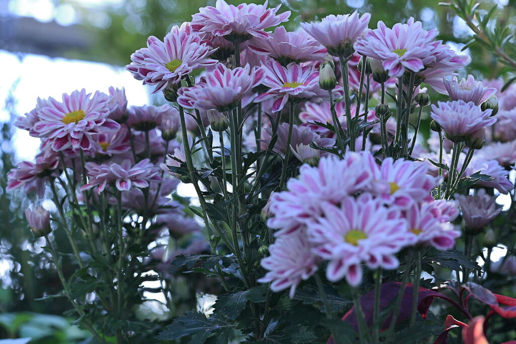 デンパークのハロウィン＃１０