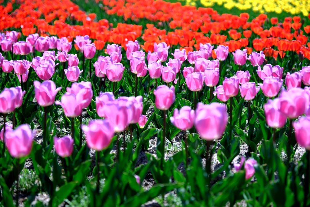 早咲きのチューリップがキレイ～＃３