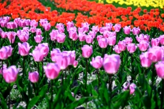 早咲きのチューリップがキレイ～＃３