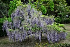 春を彩る花たち＃５