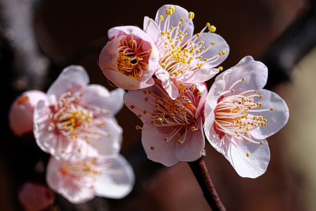 岡崎南公園の梅の花＃７
