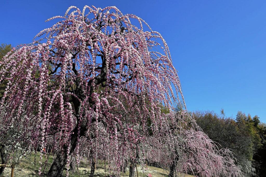 枝垂れ梅が満開＃４