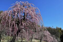 枝垂れ梅が満開＃４