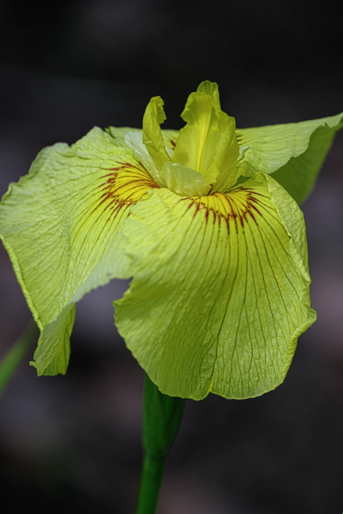 今年も逢いに菖蒲の花＃７
