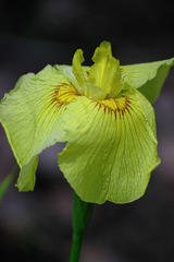 今年も逢いに菖蒲の花＃７