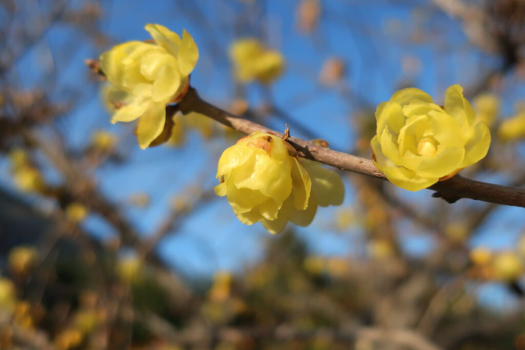 咲き始めた近所のロウバイの花＃３