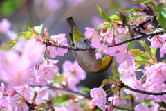 河津桜とメジロちゃん＃８