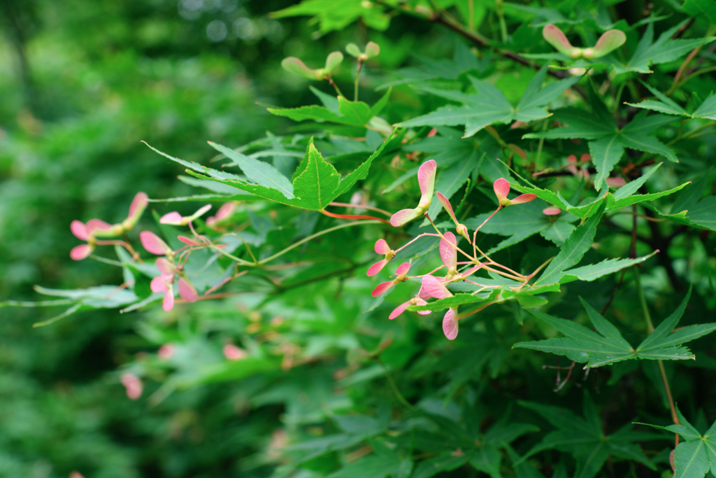 新緑が眩しい丈山苑＃８