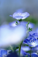 ネモフィラがもう～見頃＃６