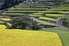 収穫を迎えた恵那市の坂折棚田＃７