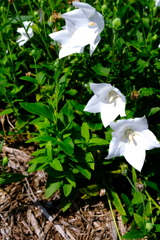 中部電力ヒーリングガーデンの秋景色＃８